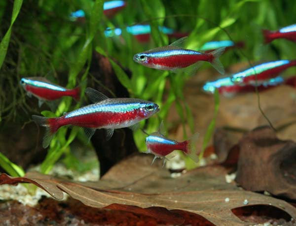Paracheirodon axelrodi