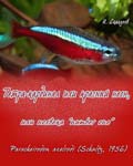 Paracheirodon axelrodi