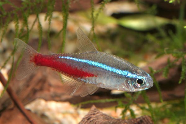 Paracheirodon innesi