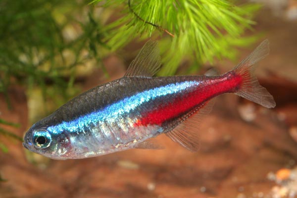 Paracheirodon innesi