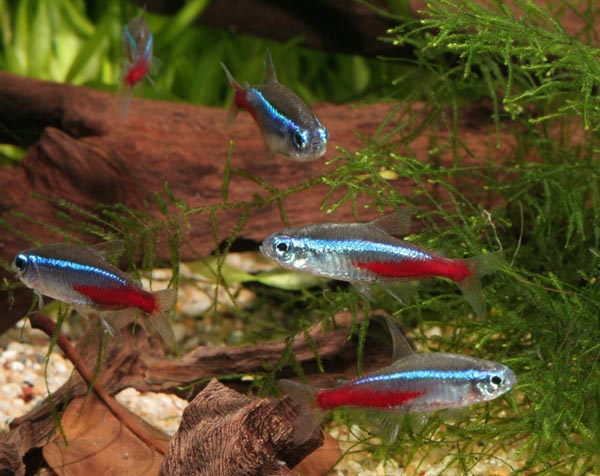 Paracheirodon innesi