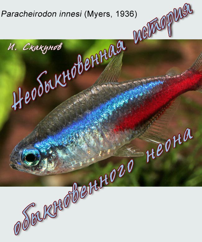 Paracheirodon innesi