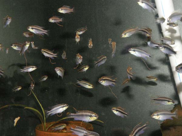 Pelvicachromis pulcher