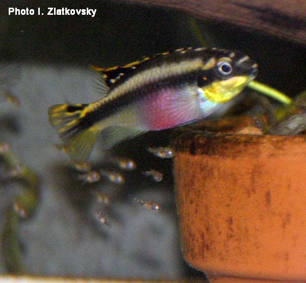 Pelvicachromis pulcher