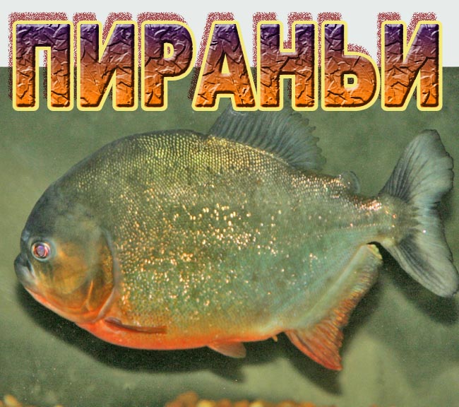 www.israquarium.co.il
