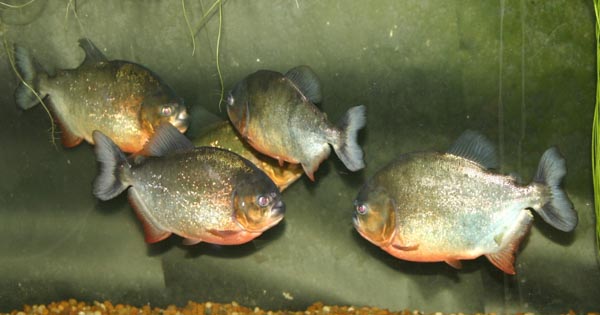www.israquarium.co.il