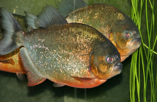 www.israquarium.co.il