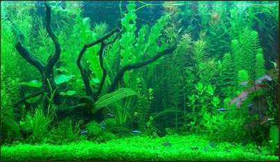 www.israquarium.co.il