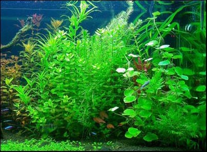 www.israquarium.co.il