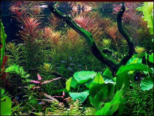 www.israquarium.co.il