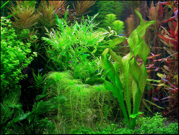 www.israquarium.co.il