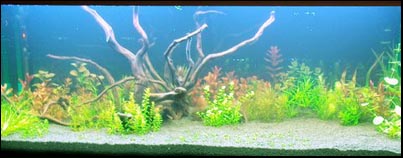 www.israquarium.co.il