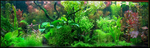 www.israquarium.co.il