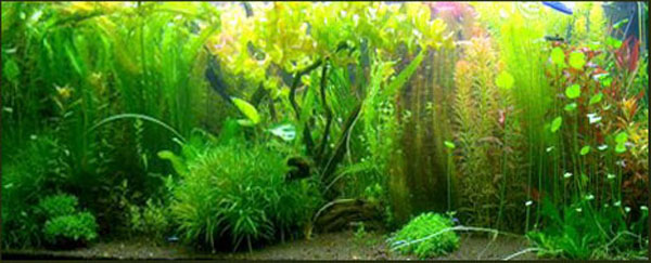 www.israquarium.co.il