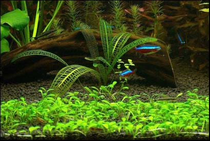 www.israquarium.co.il
