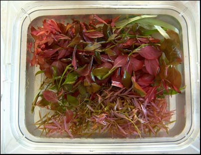 www.israquarium.co.il