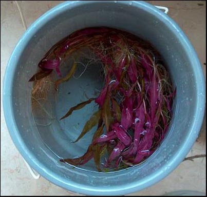 www.israquarium.co.il