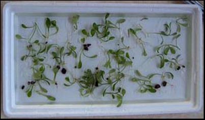 www.israquarium.co.il