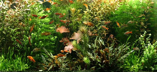 www.israquarium.co.il