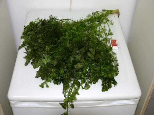 www.israquarium.co.il