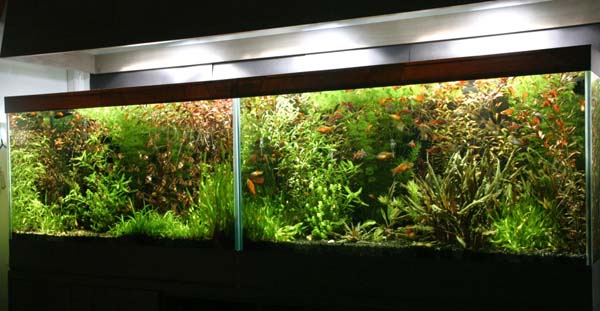 www.israquarium.co.il