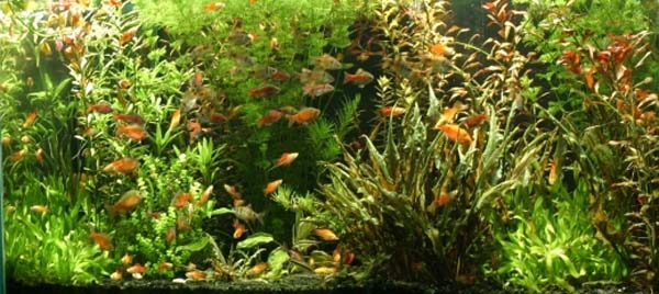 www.israquarium.co.il