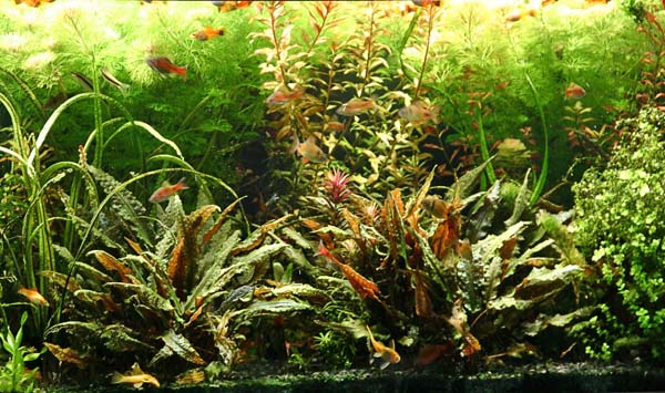 www.israquarium.co.il