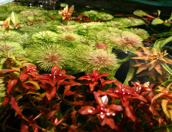 www.israquarium.co.il