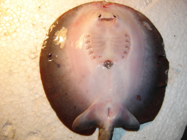 Potamotrigon