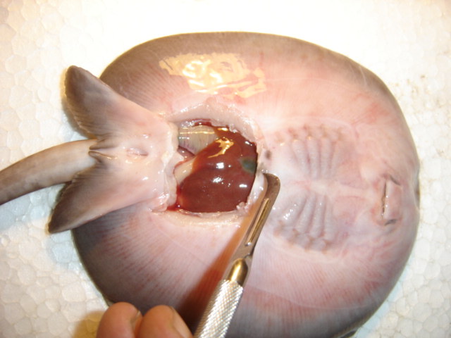 Potamotrigon