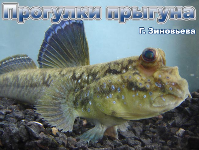 Israquarium