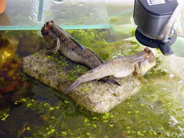 Israquarium