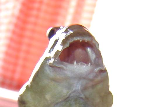 Israquarium