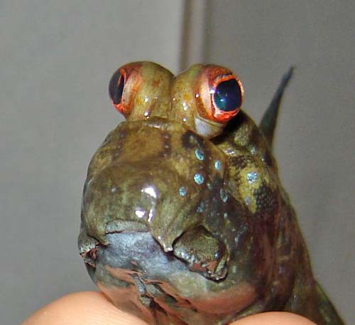 Israquarium