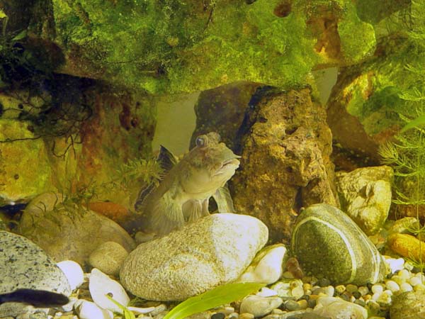Israquarium