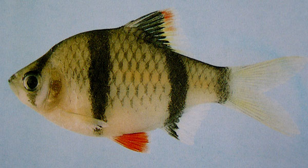 www.israquarium.co.il