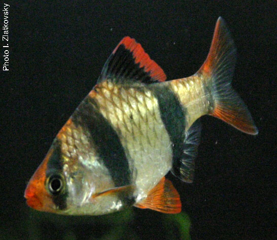 www.israquarium.co.il
