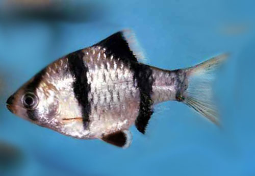 www.israquarium.co.il
