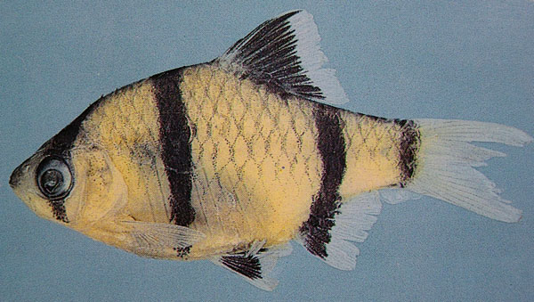 www.israquarium.co.il