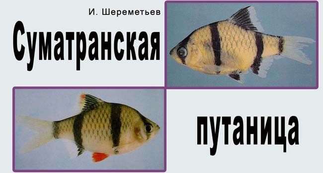 www.israquarium.co.il