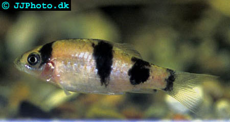 www.israquarium.co.il