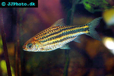 www.israquarium.co.il