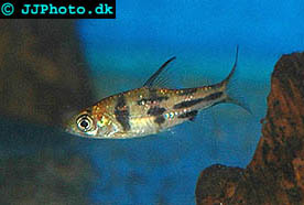 www.israquarium.co.il