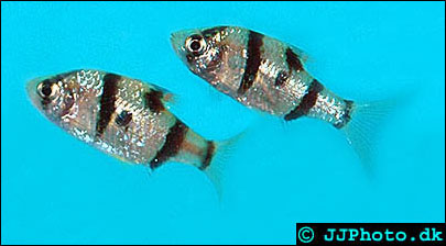 www.israquarium.co.il