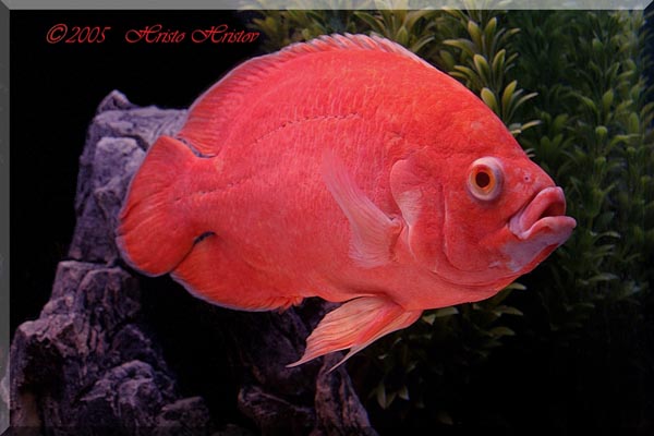www.israquarium.co.il