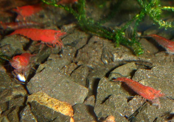 Shrimps