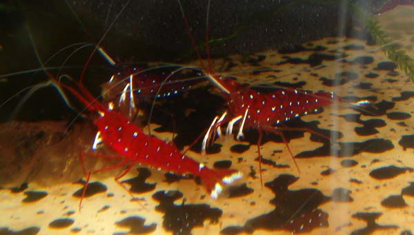 Shrimps