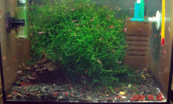 Shrimps