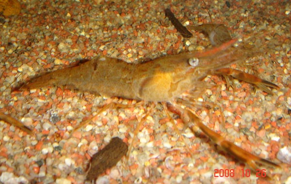 Shrimps