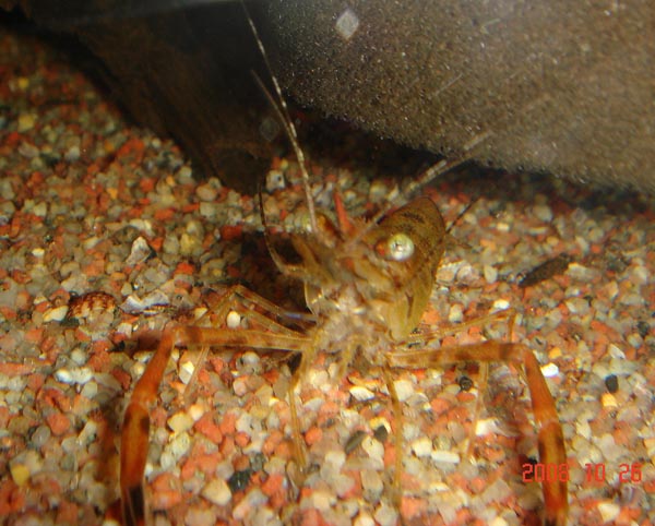 Shrimps
